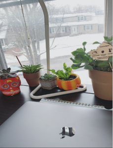 Plants on desk